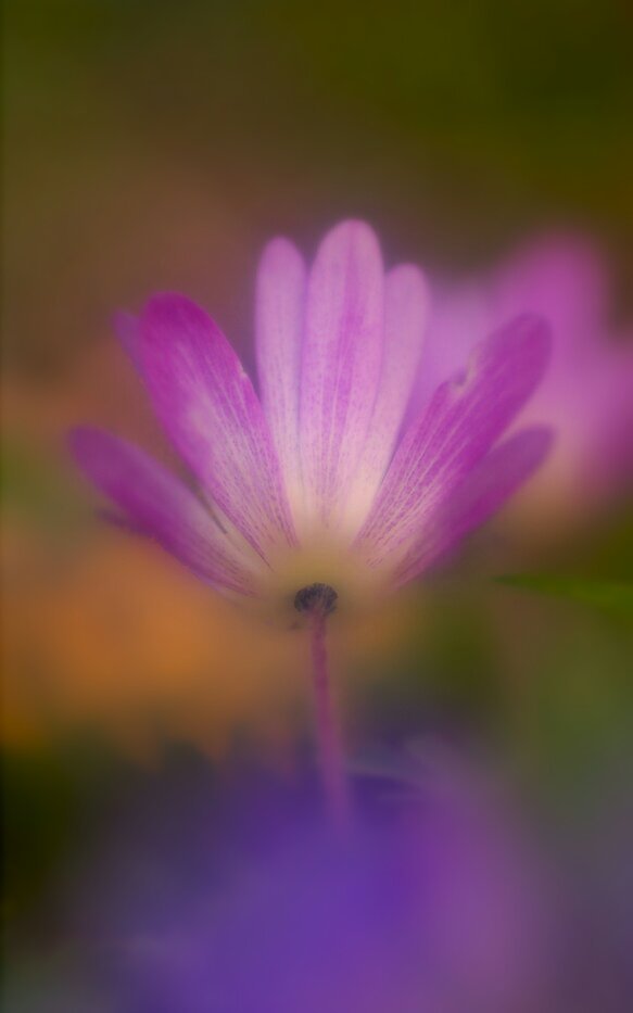 anemone-hepatica-a2483567-6add-4c1d-9670-b3f922f59e56_kindlephoto-24535896---kopie.jpg